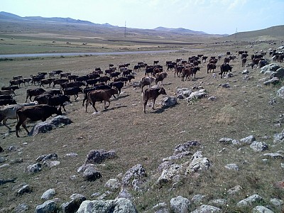 Рассказ 